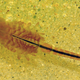 Un macho de camarón hada (Eubranchipus grubii). Foto: Wikipedia